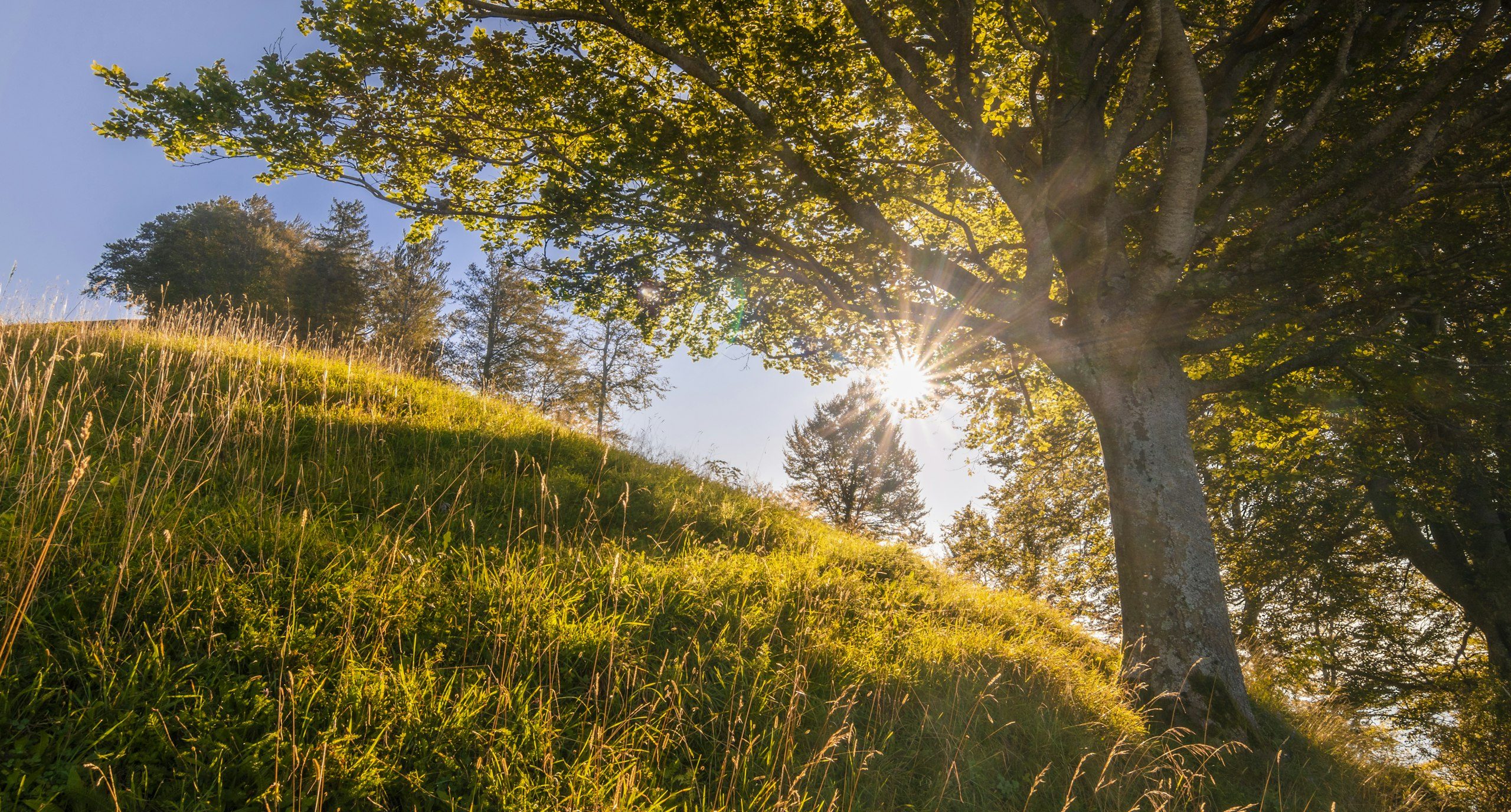 Weites Grasfeld mit einzelnem Baum